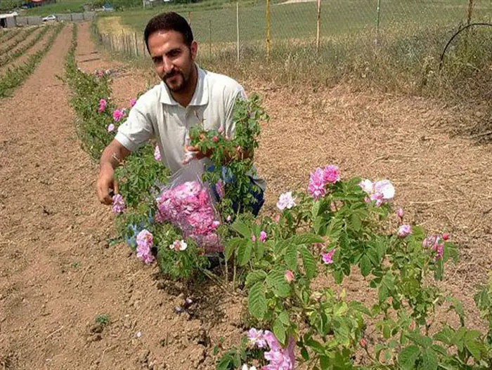پرورش گل محمدی در گلدان