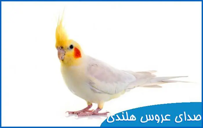 چگونه آموزش حرف زدن عروس هلندی را شروع کنیم؟